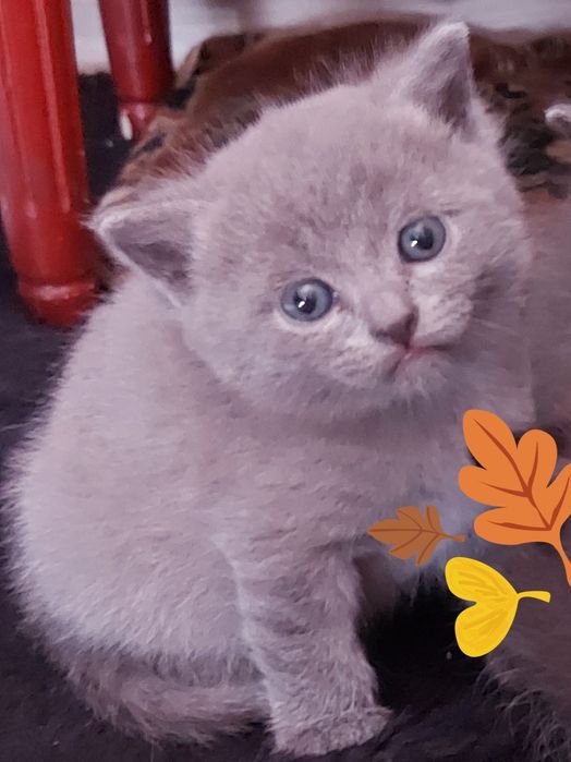 Британские Котята