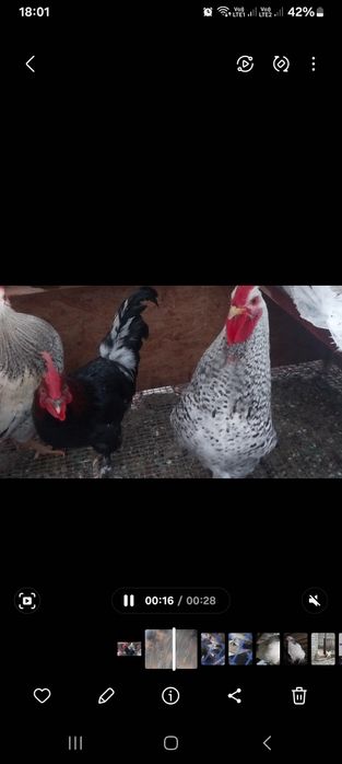 Продаются петухи