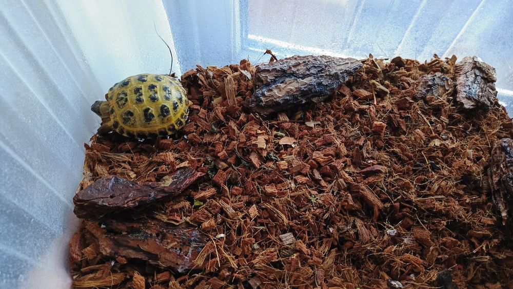 Продам черепаху сухопутную.