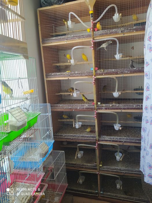 Kanareka Qafasi ozi sotiladi