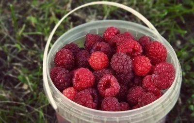Малина дачная свежая