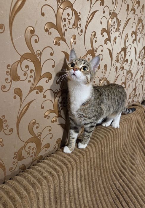 Котята-подростки в добрые руки