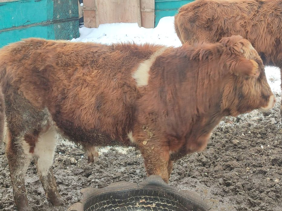 Продаю бычок хароший