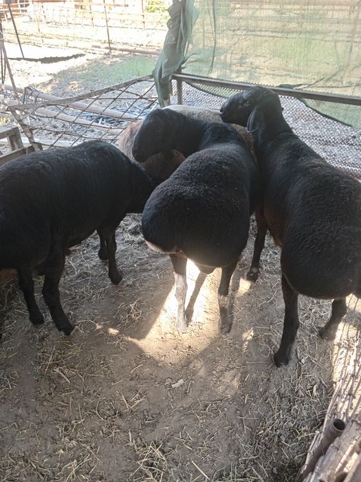 asalom alekum qoylar sotiladi qasob xizma bor