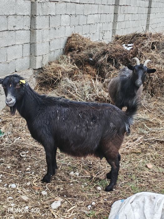 Ешкилер сатылады