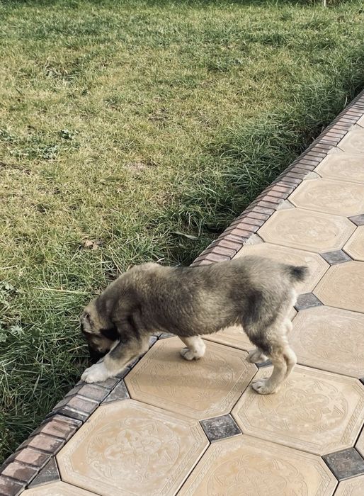 Алабай мощный тяж