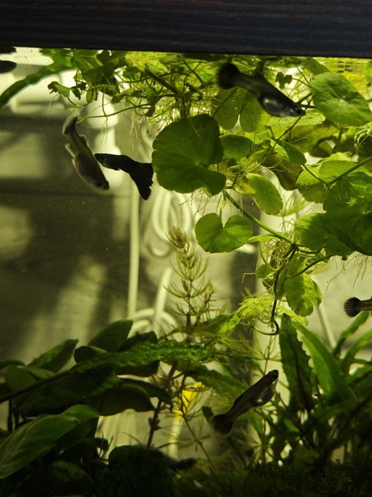 Гуппи Московские синие