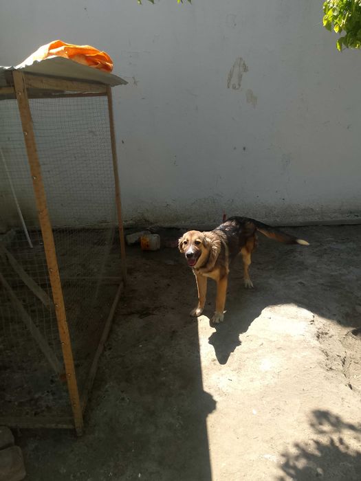 Алабай боласи сотилади.