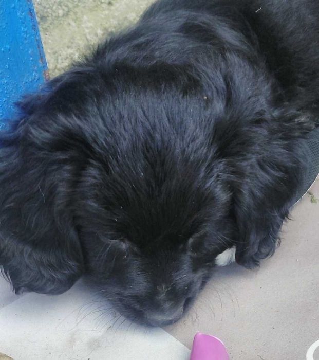 Pui de catelusa  metis teckel