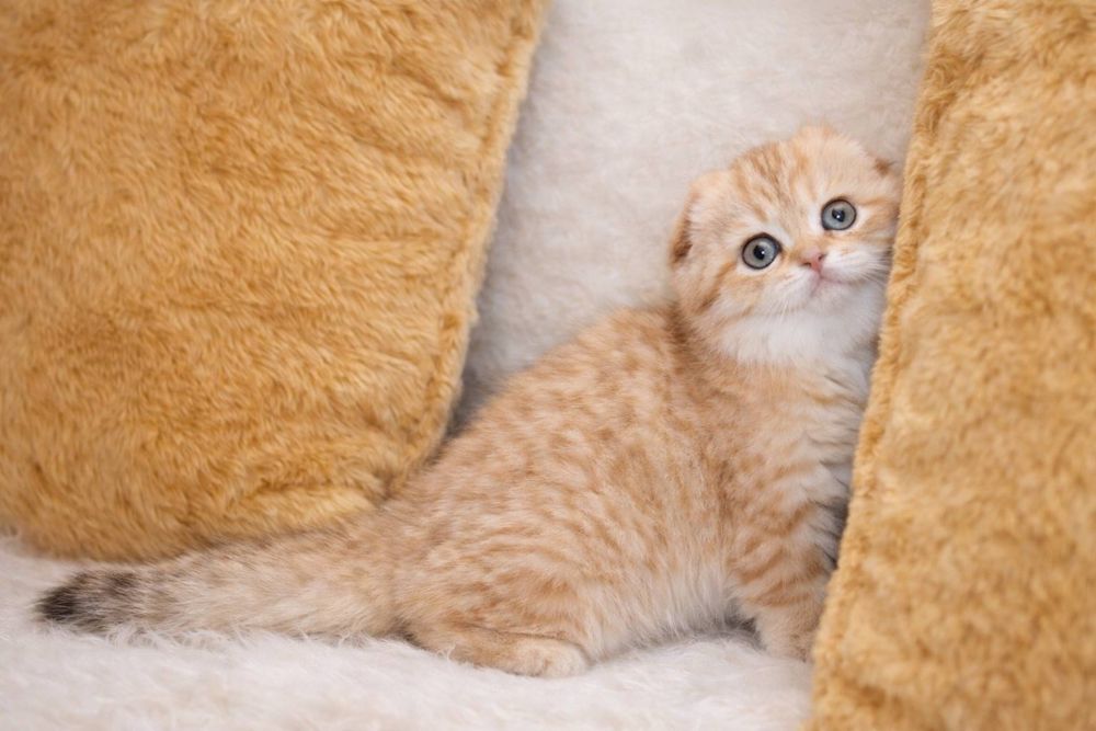 Золотая шиншилла табби