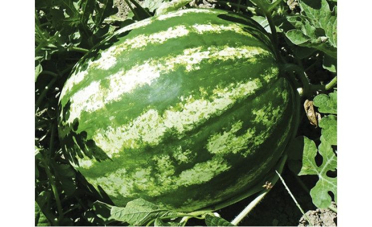 Продам арбузы опт и розница