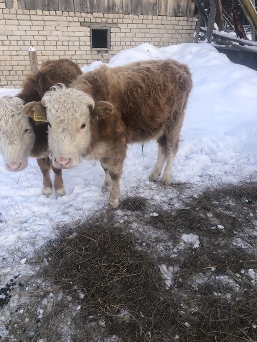 1жасар торпактар 1еркек 1ургашы