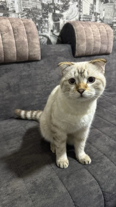 Scottish fold, quloqchasi qaytgan, juda mehribon