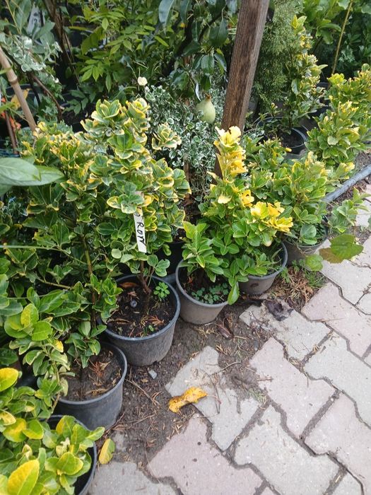 Plante ornamentale