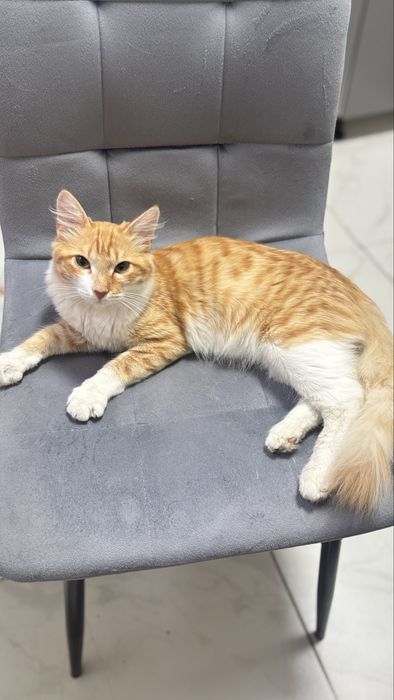 Отдам котика в хорошие руки