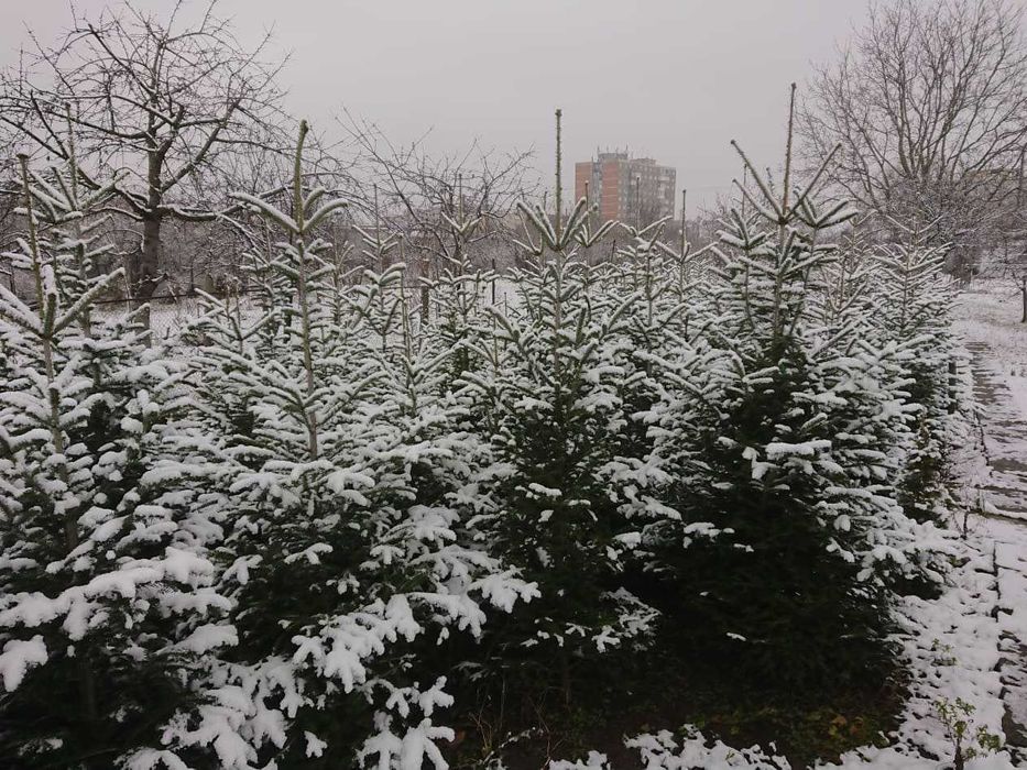 Brazi argintii soi 100% romanesc