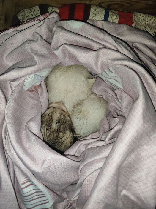 В продаже хасята