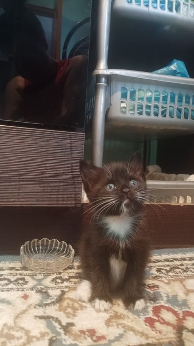 Котята британцы коротко шерстные