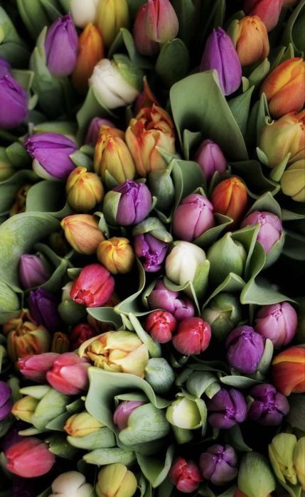 Тюльпаны оптом в розницу