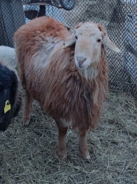 Кошкар на племя гисар