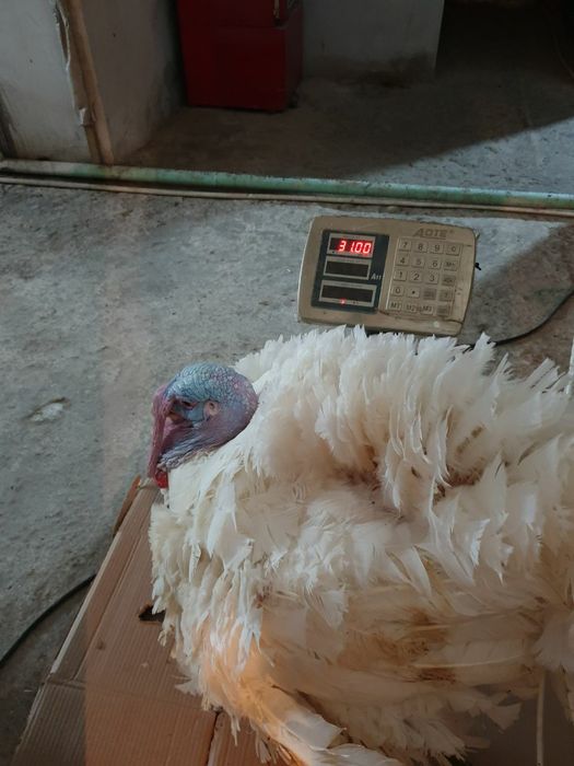 Big 6 kurka joʻjalari surxondaryo kurkachilik