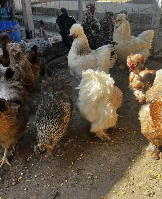 Oua Gaini Motate Incaltate Barboase