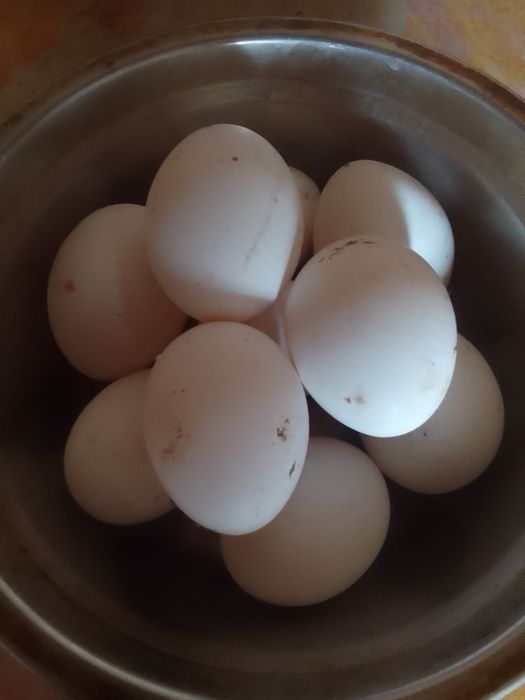 Продам яйцо куриные домашние