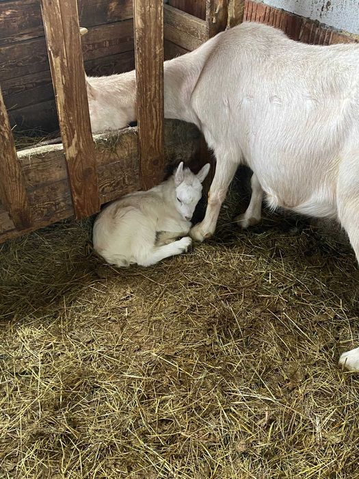 Vand o capra si o iada