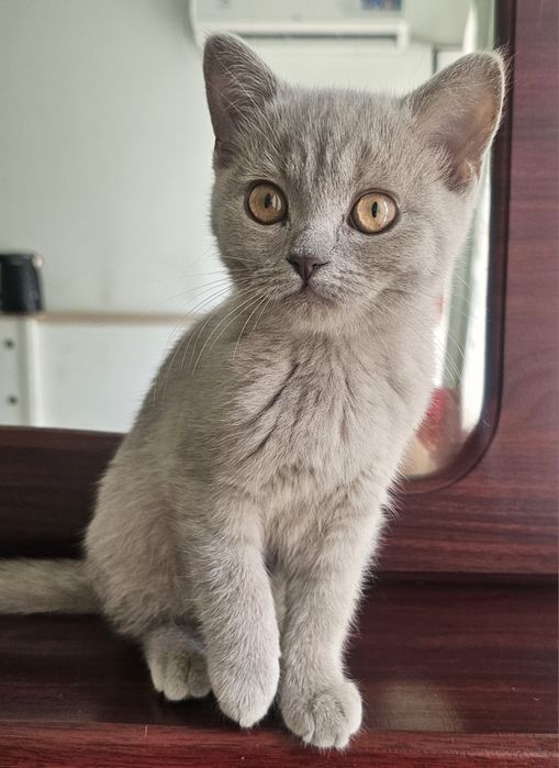 Скоттиш Страйт тоза кон