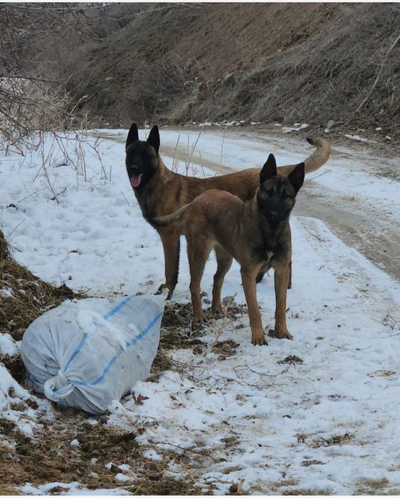 Щенки Бельгийской овчарки