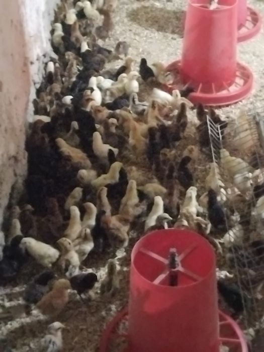 Xonaki jujalar sotiladi