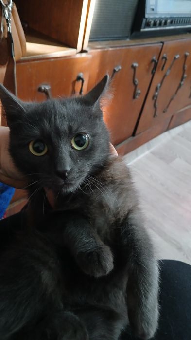 Отдам молодую кошечку в добрые руки