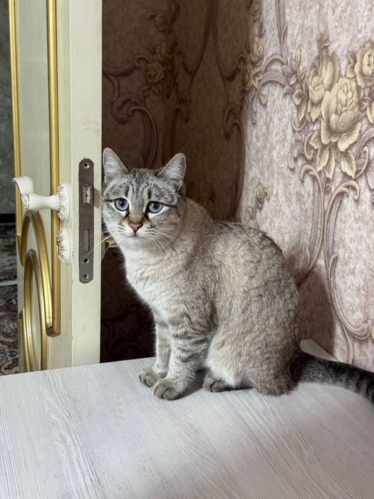 Пропала кошка! Помогите найти пожалуйста.