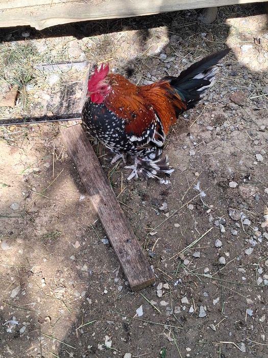 Vind cocos mii de flori