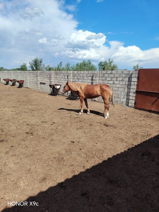 Продам Байтал 3х летка