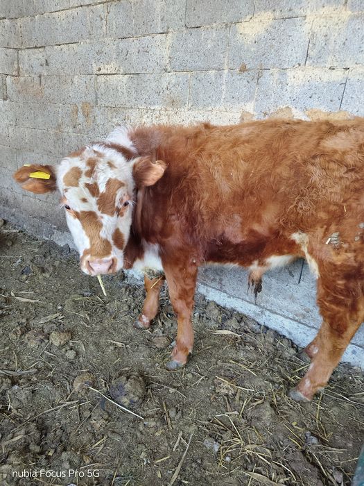 8 9 месячный Бычок