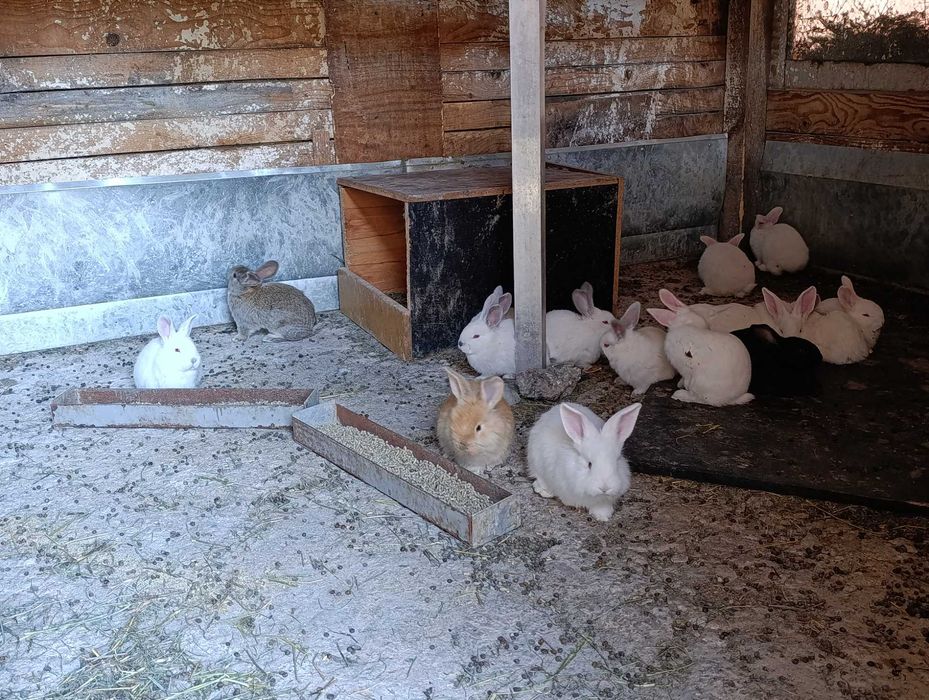 Продава Зайци Град перник