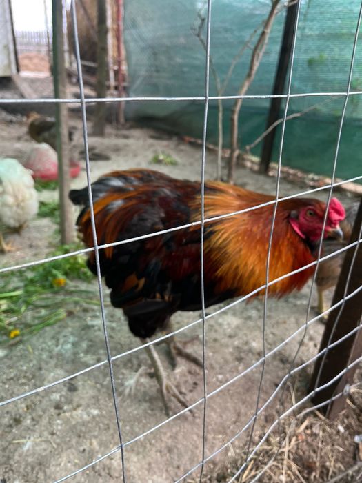CocoșI de vânzare