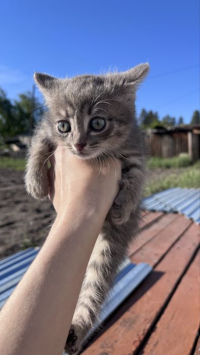 Котята прекрасные