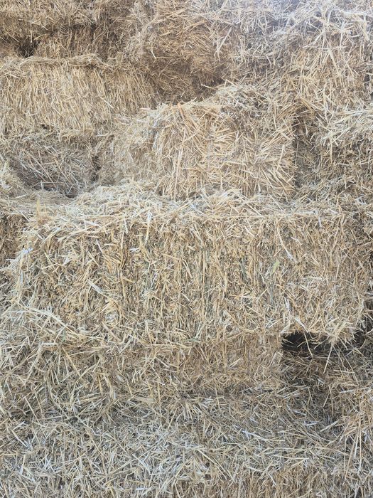 Салома сабан шоп