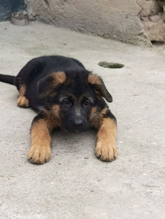 Щенки немецкой овчарки чистопородные ( шерсть стандарт)