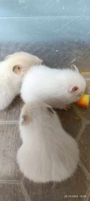 Хомячки сирийские!4недели!