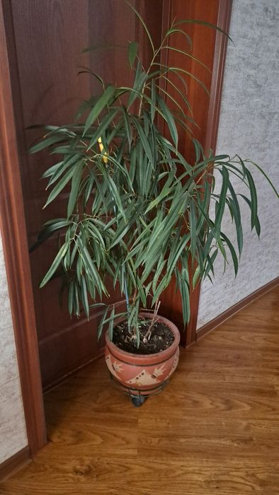 Комнатные  растения