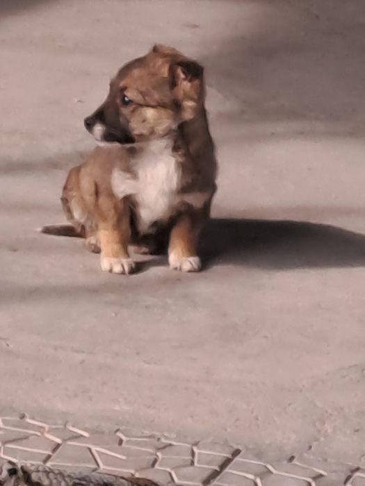 Отдам в добрые руки