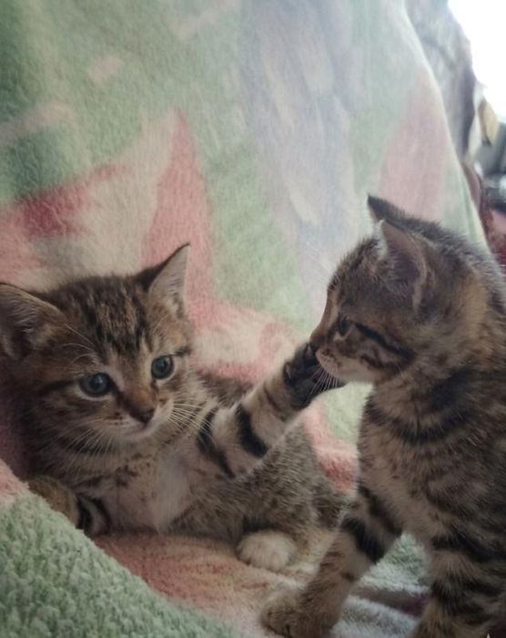 Отдам котят  милых