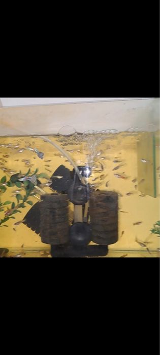 300 de Guppy mixt maturi si puii