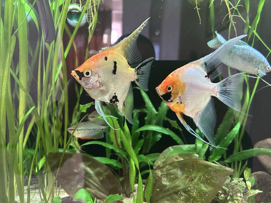 Продам молодых  скалярий