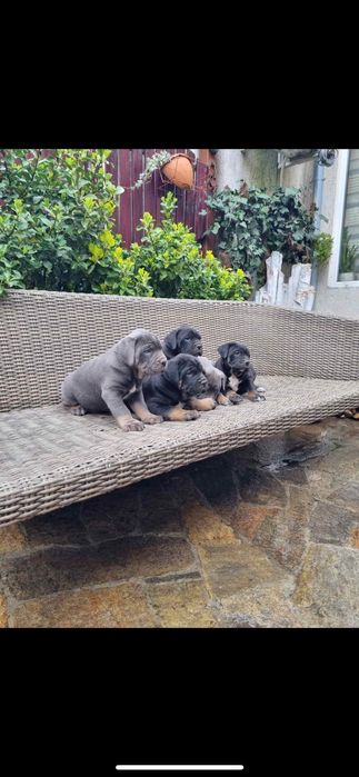 Кане корсо ферментино с родословие