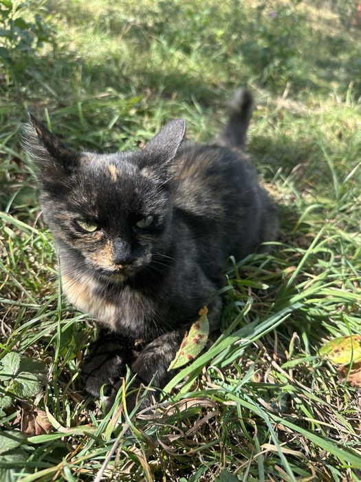 Dau spre adopție o pisicuță.