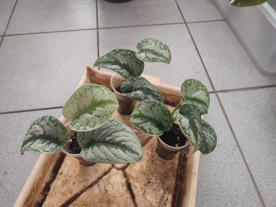 Сциндапсус экзотика